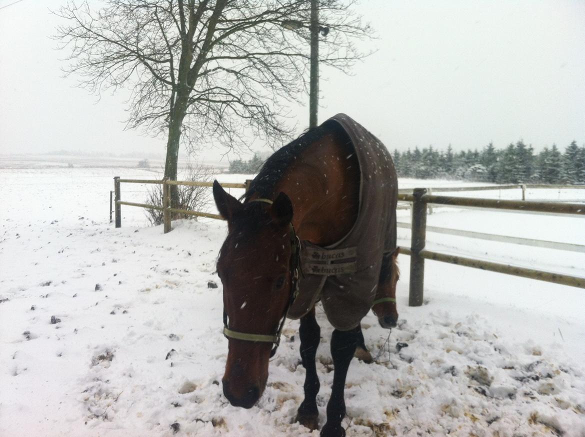 Tysk Oldenburger Villads billede 12