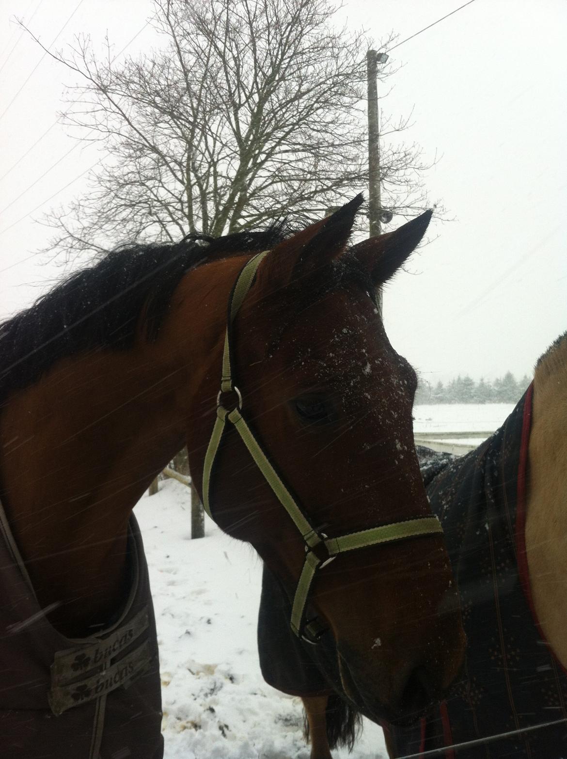 Tysk Oldenburger Villads billede 13