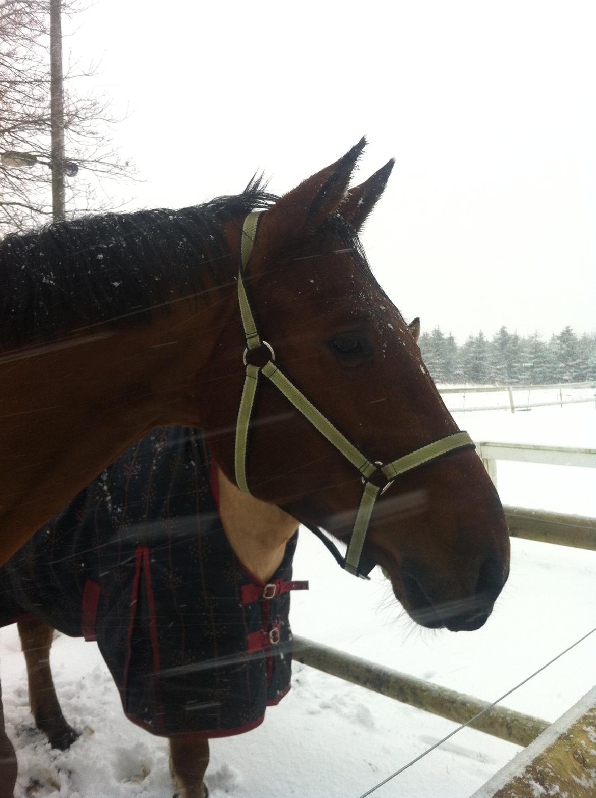 Tysk Oldenburger Villads billede 14