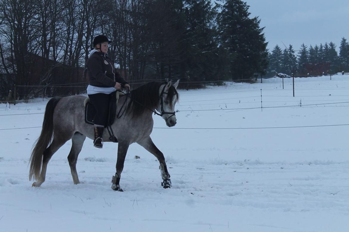 Arabisk fuldblod (OX) Wermont - Lisette og Monti på tur i sneen :) Første gang Lisette rider ham :) billede 7