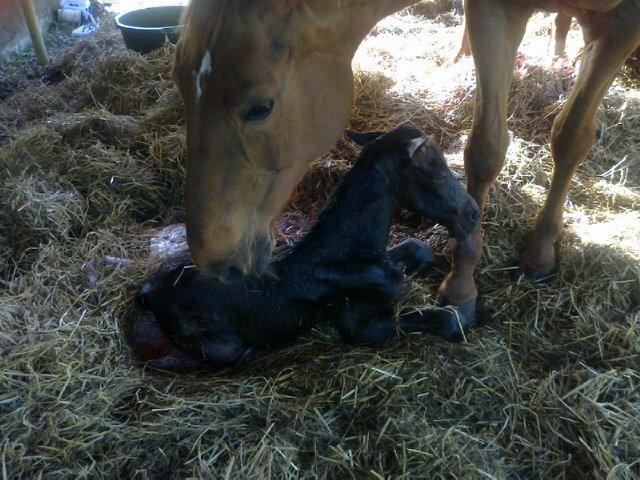 Dansk Varmblod Amirah - Nyfødt billede 2