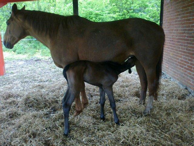 Dansk Varmblod Amirah - Nyfødt  billede 3