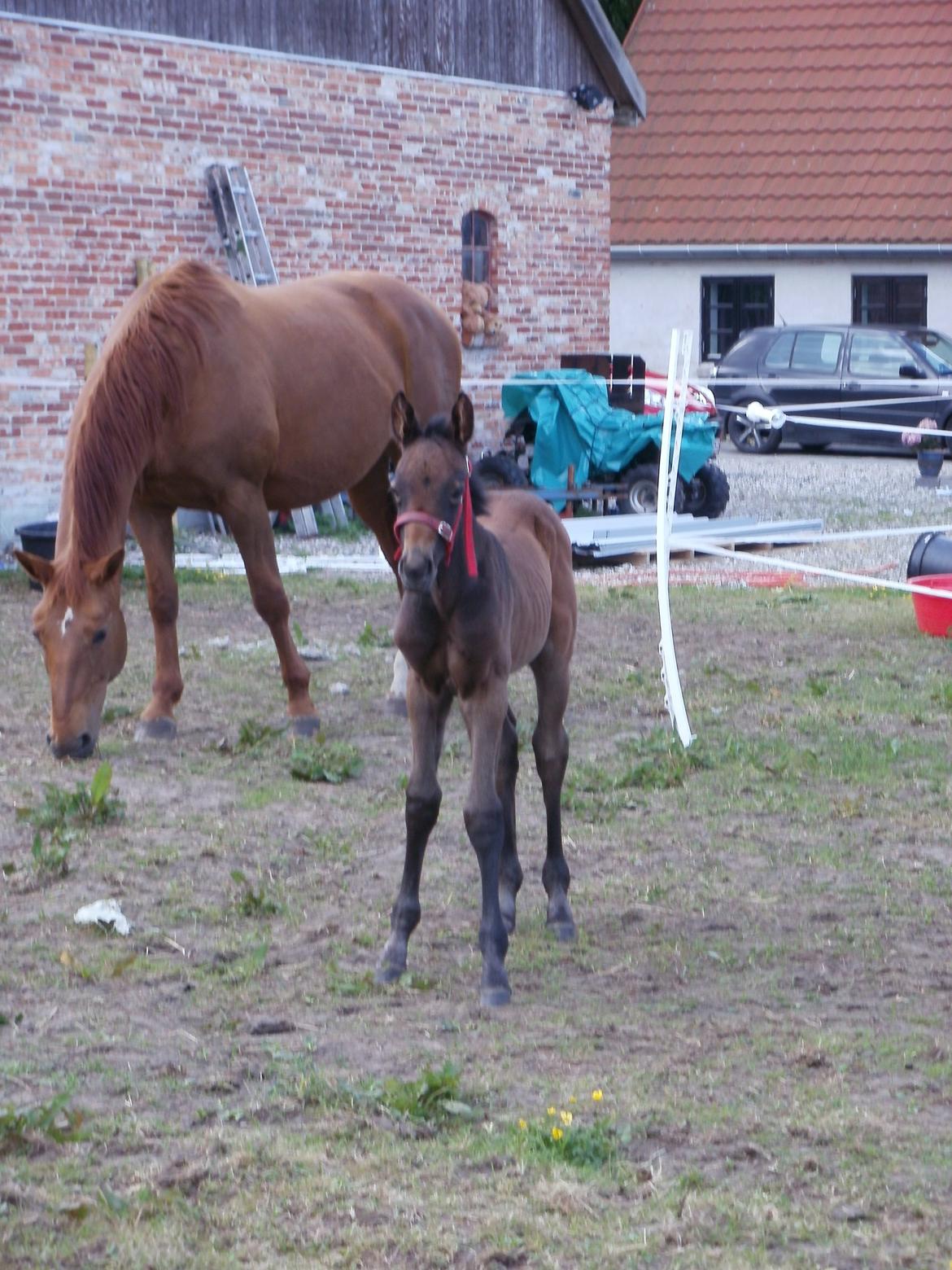 Dansk Varmblod Amirah - Lille Amirah :-)  billede 4