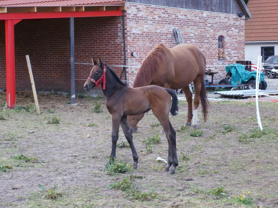 Dansk Varmblod Amirah billede 1