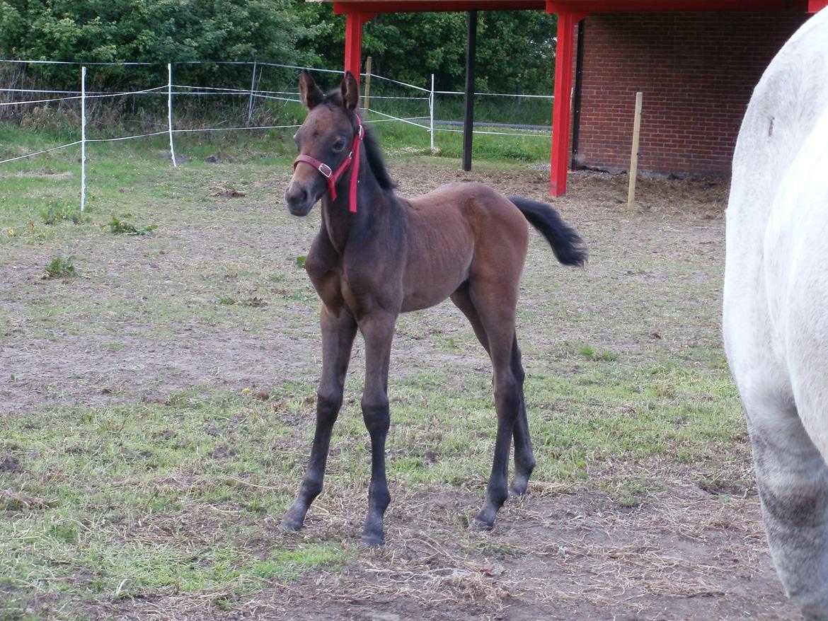 Dansk Varmblod Amirah billede 5
