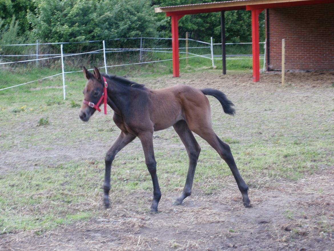 Dansk Varmblod Amirah billede 6