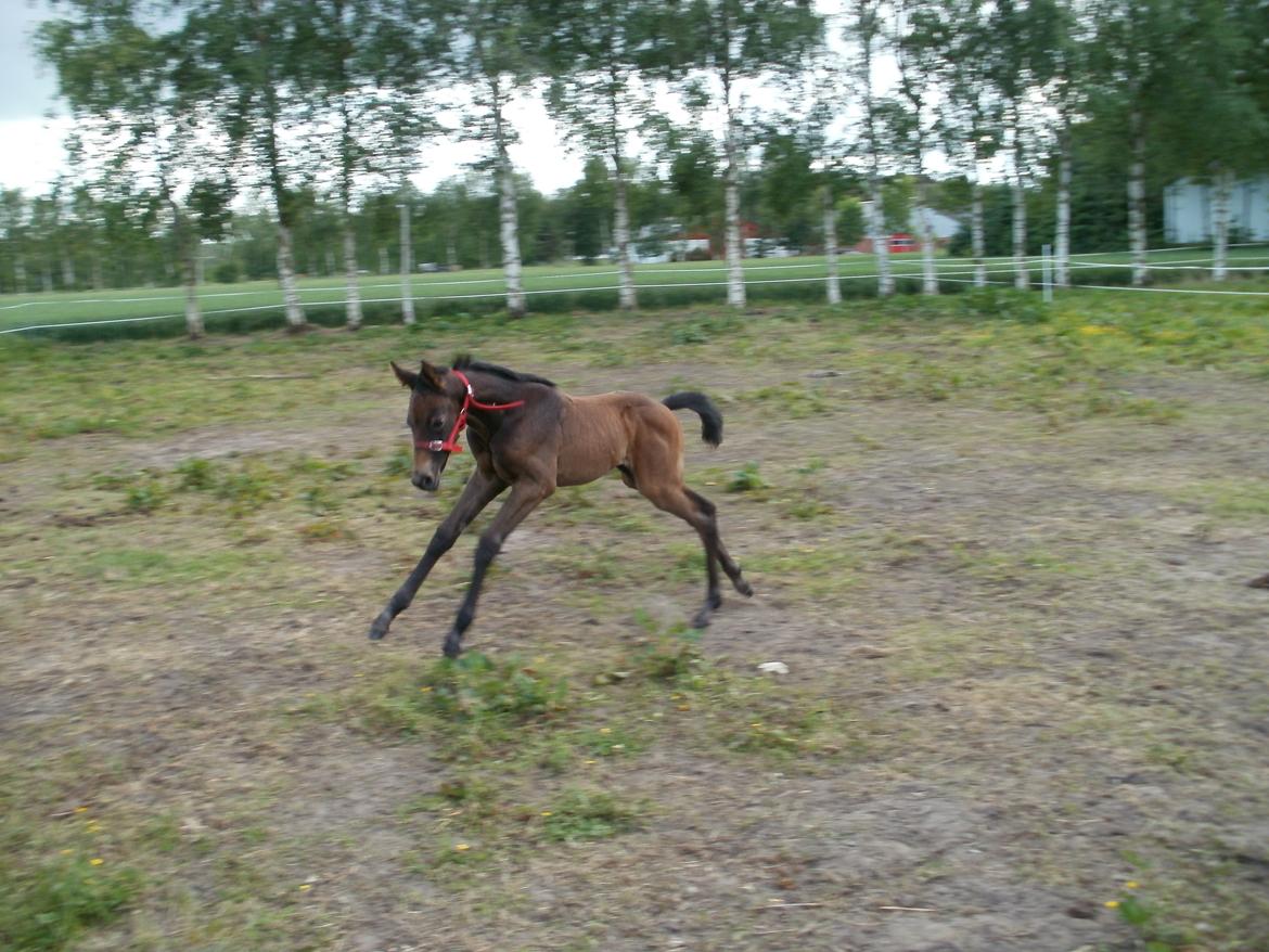 Dansk Varmblod Amirah - Fuld fart og krudt i måsen  billede 7
