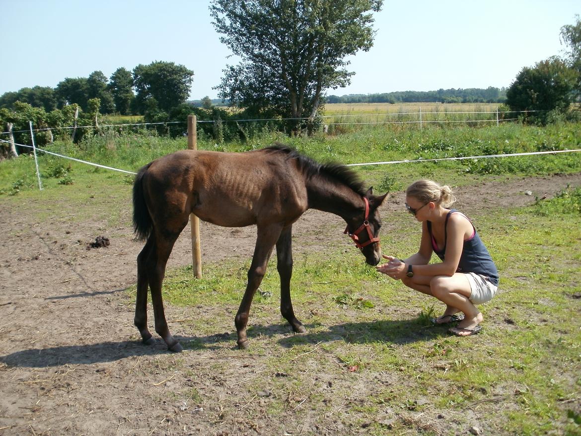 Dansk Varmblod Amirah - Mirah og Louise billede 8