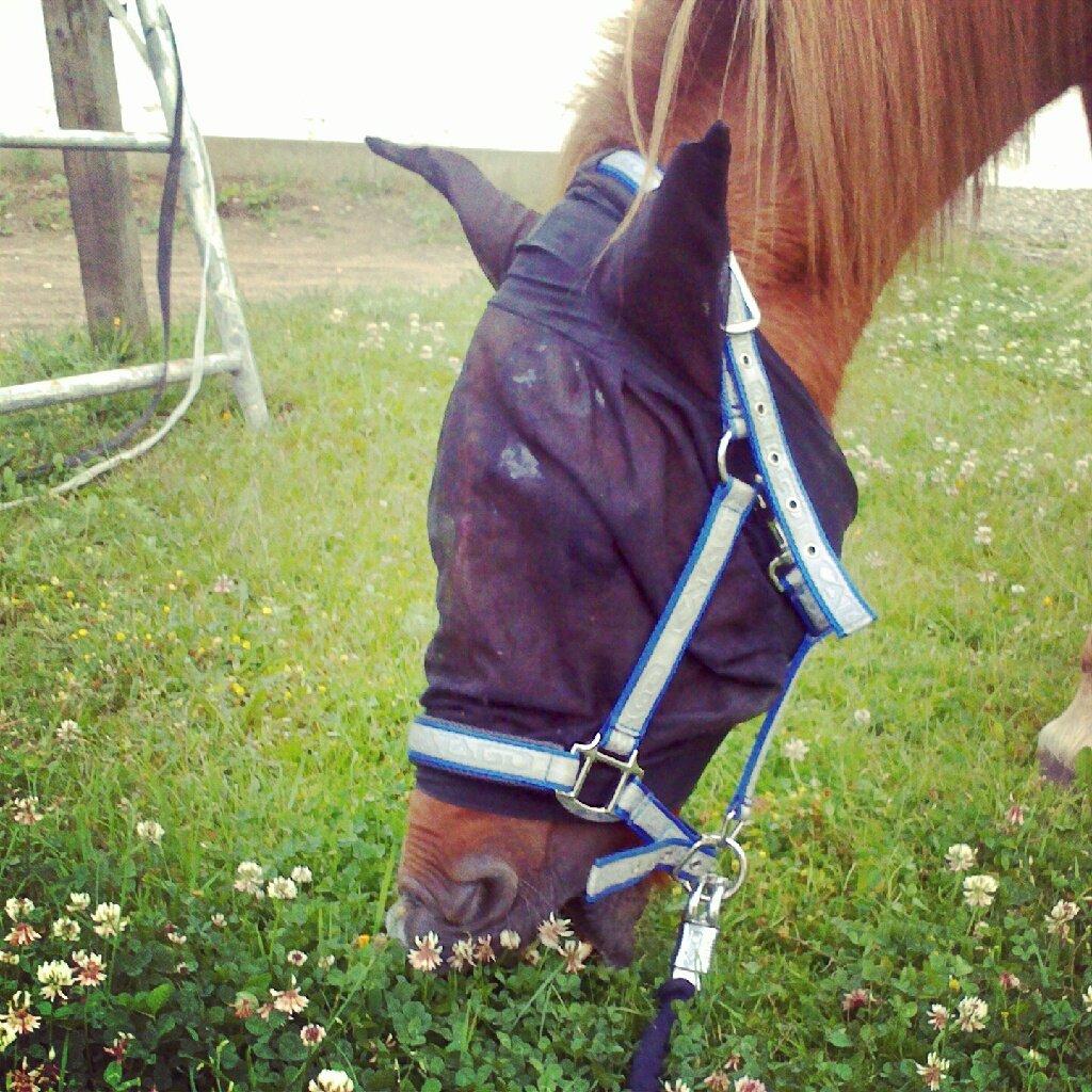 Islænder Musse billede 7