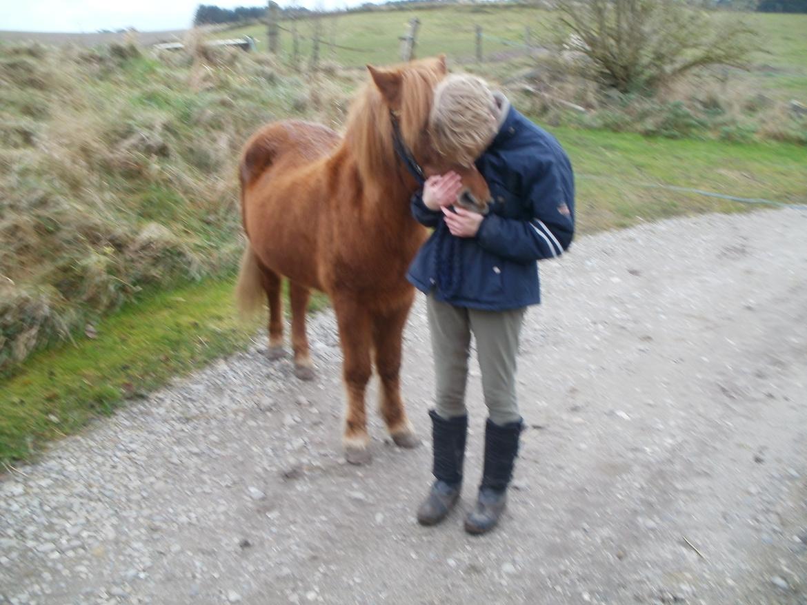 Islænder Musse billede 8