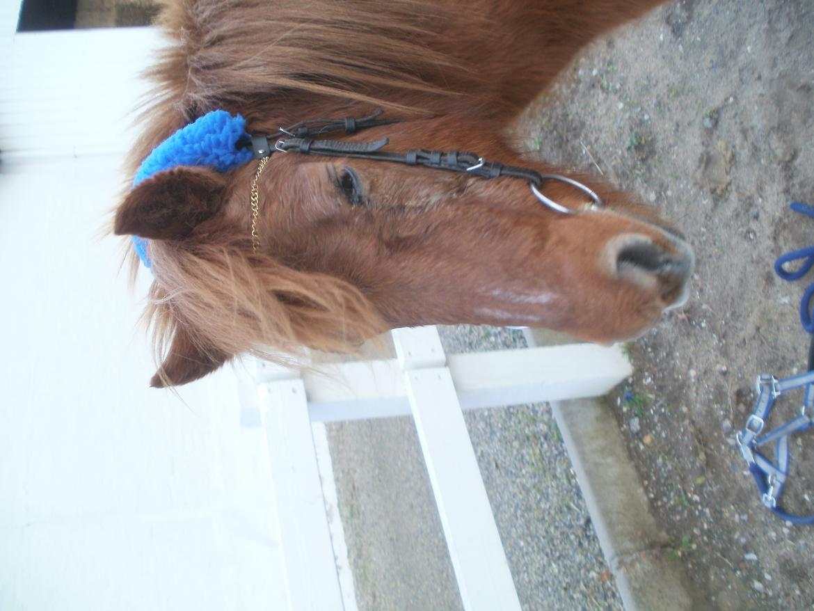 Islænder Musse billede 9