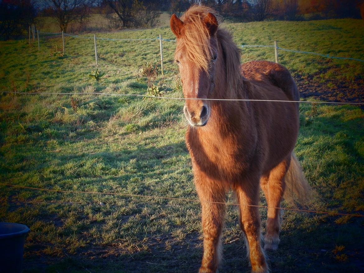 Islænder Musse billede 10