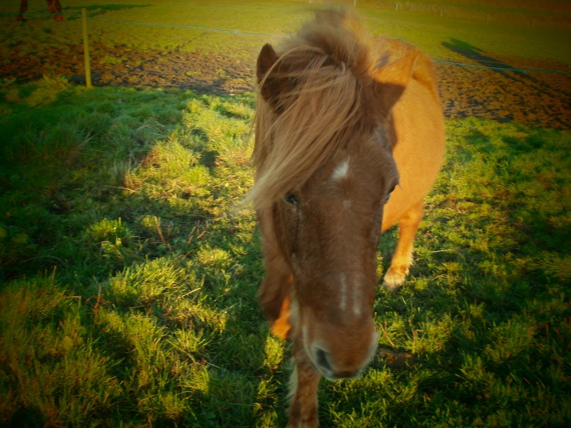 Islænder Musse billede 11