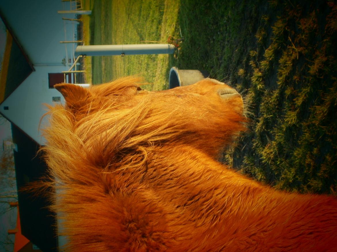 Islænder Musse billede 12