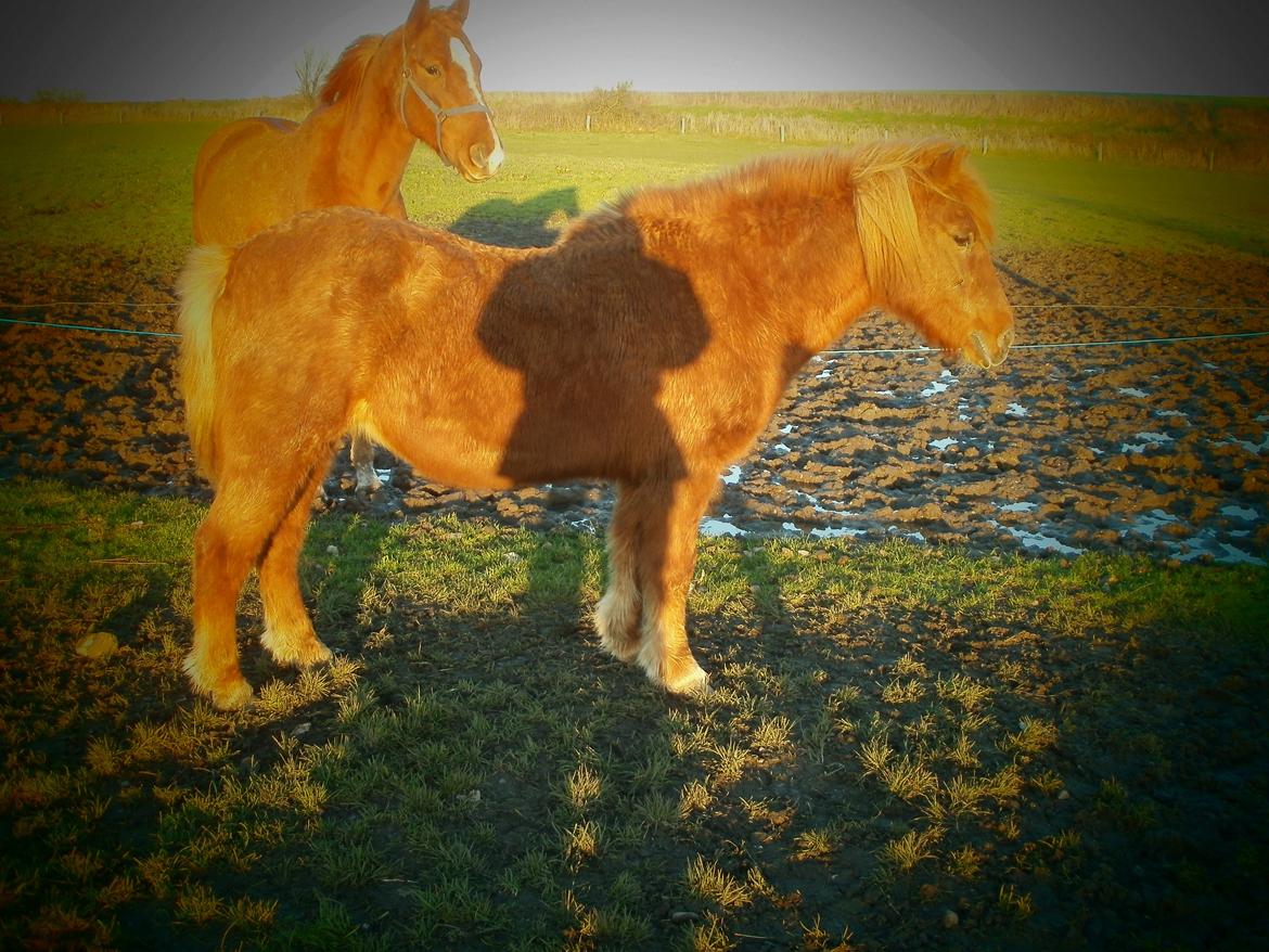 Islænder Musse billede 13