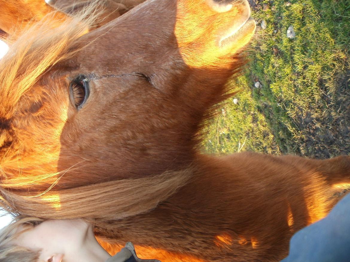 Islænder Musse billede 14