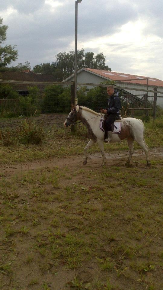 Pinto jerry * himmelhest * billede 13