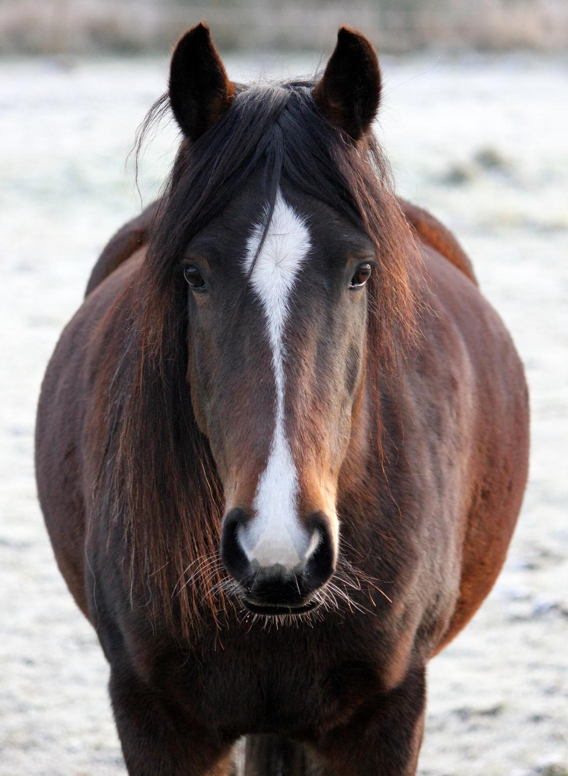 New Forest STEGSTEDGAARDS MICHELLINA("Mivsen") billede 2