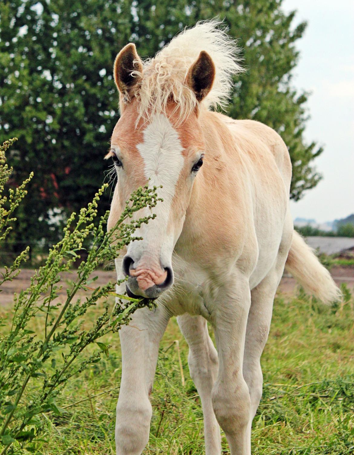 Tyroler Haflinger 'Haffi af Elghuset' (Solgt) - En af de første gange hun ser græs :)
Foto: Mathilde.D.B.Larsen (Mig) billede 19