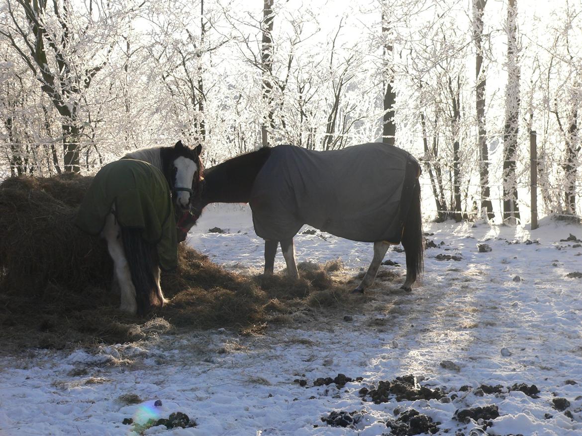 Irish Cob Frydendal's Labhaoise billede 3