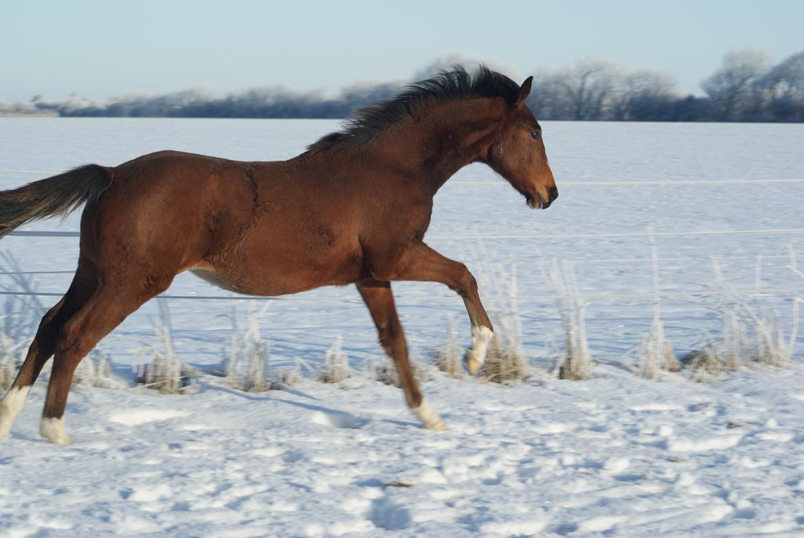 Welsh Partbred (Sec F) Skovsmindes Angelique (Angie) - December 2012. Et billede af Angie i bevægelse. Ikke så let at få ellers. billede 14