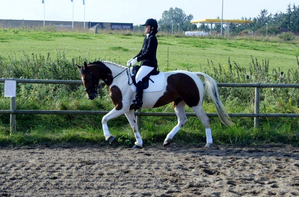 Pinto Lady billede 5