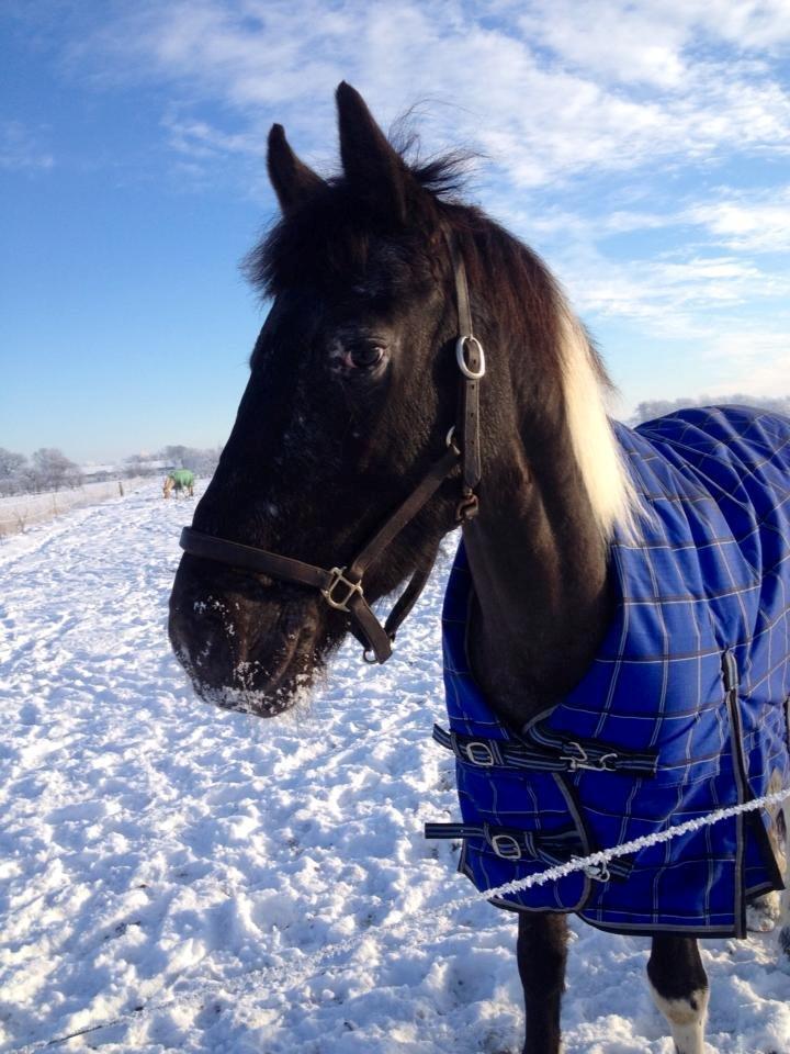 Anden særlig race Wictoria af Bakkebo billede 2