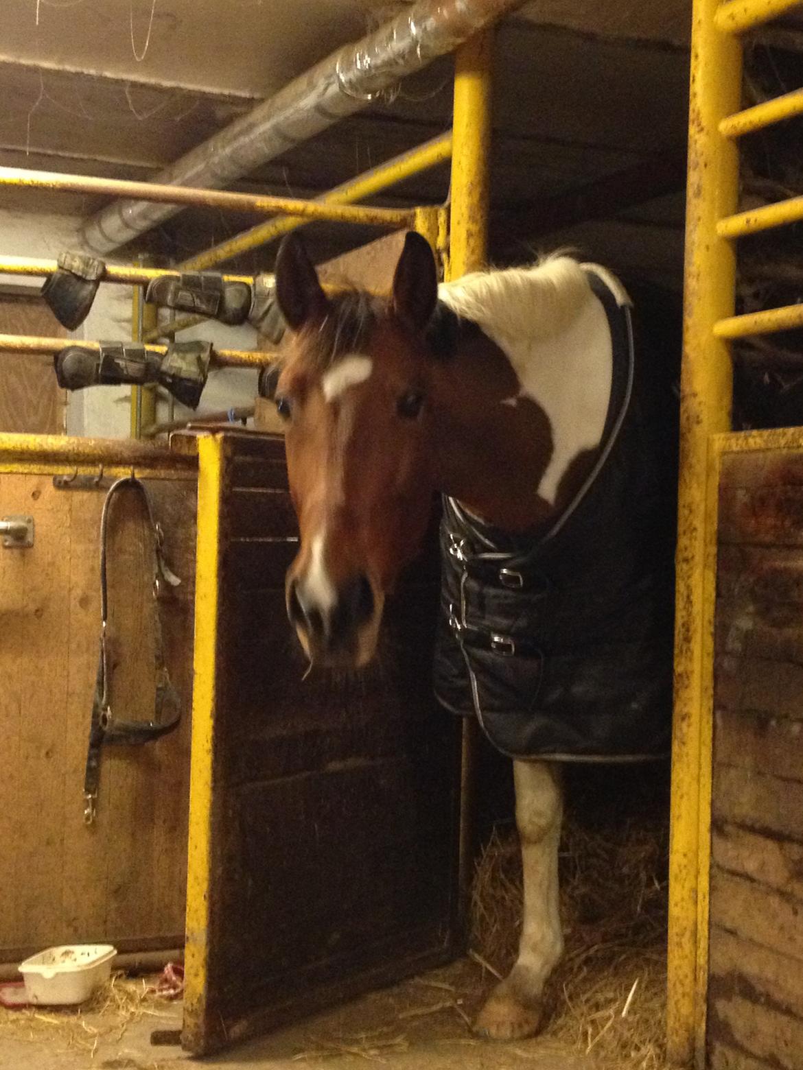 Pinto Lady billede 9