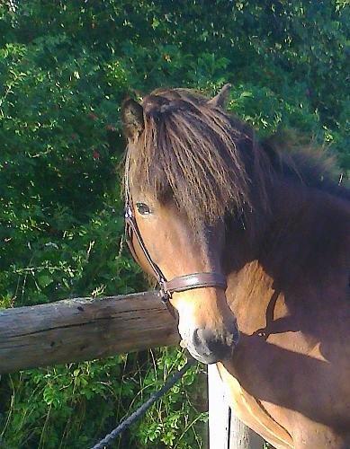 Islænder Vitus fra Mors - vitus en smuk sommerdag billede 1