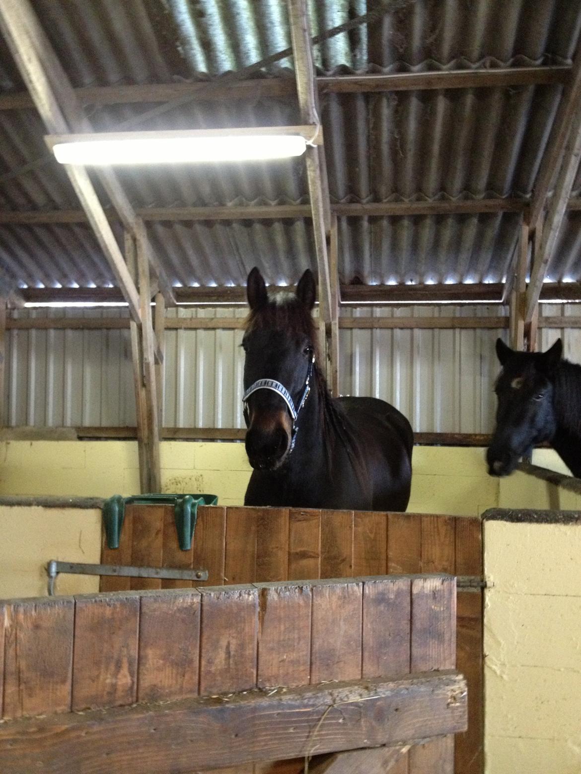 Anden særlig race thor billede 5