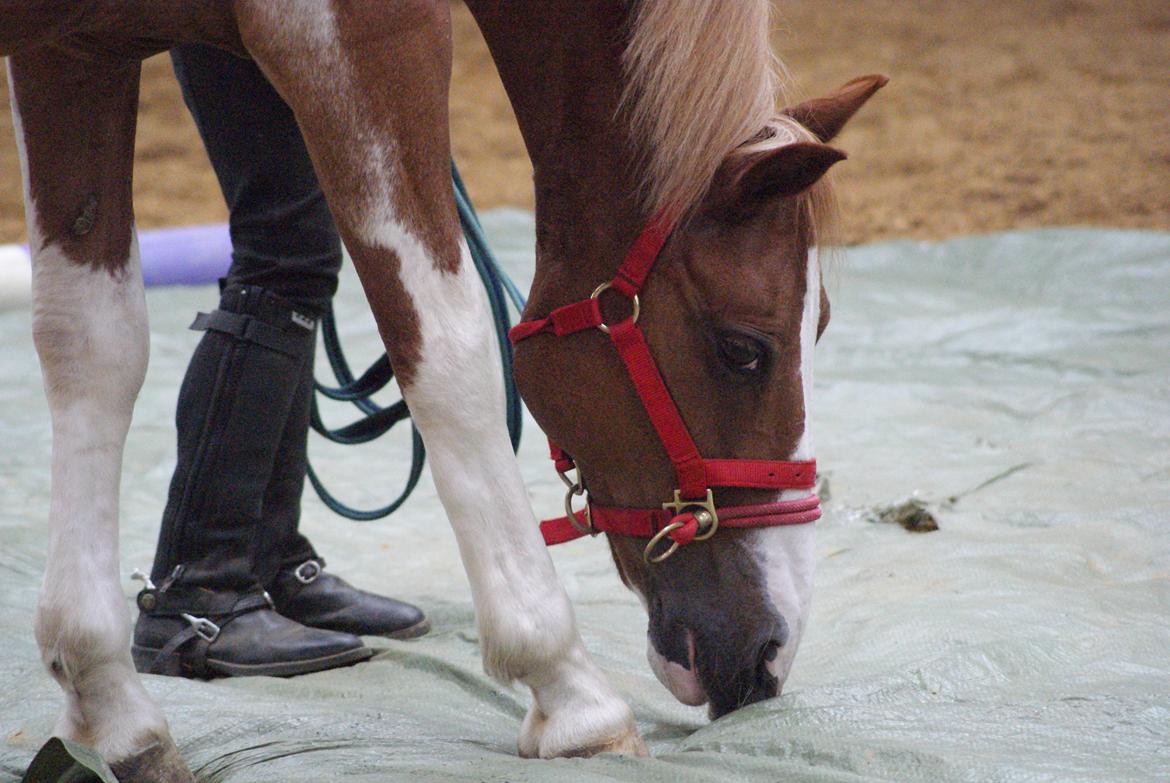 Pinto Tikana - horsemanchip!<3 billede 11