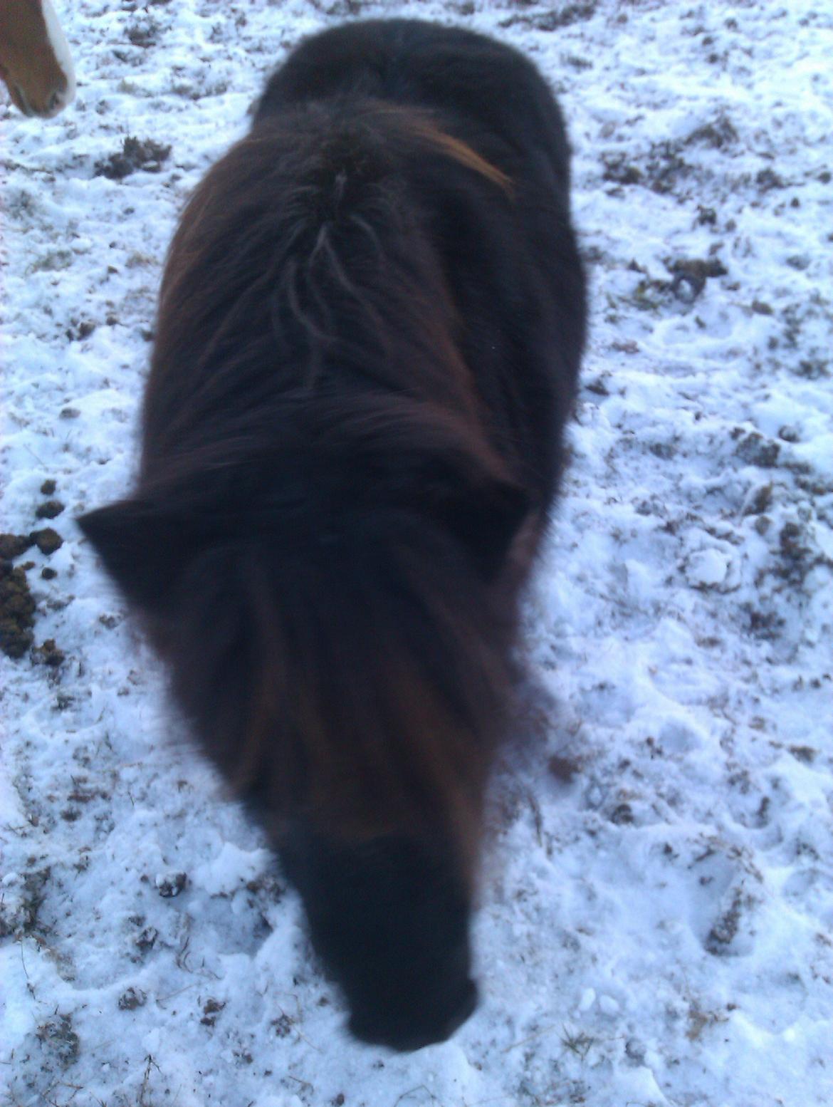 Shetlænder Princi billede 19