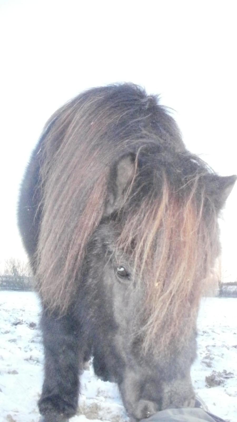 Shetlænder Princi billede 2