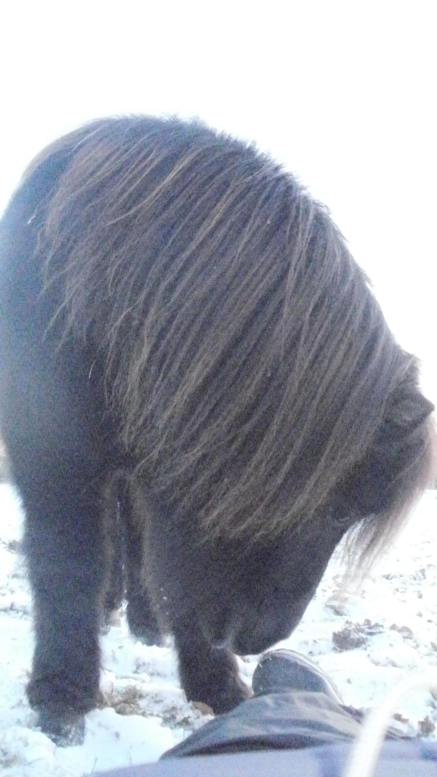 Shetlænder Princi billede 20