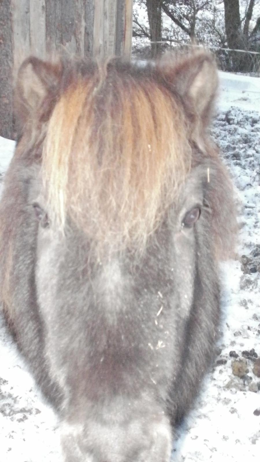 Shetlænder Snowball billede 2
