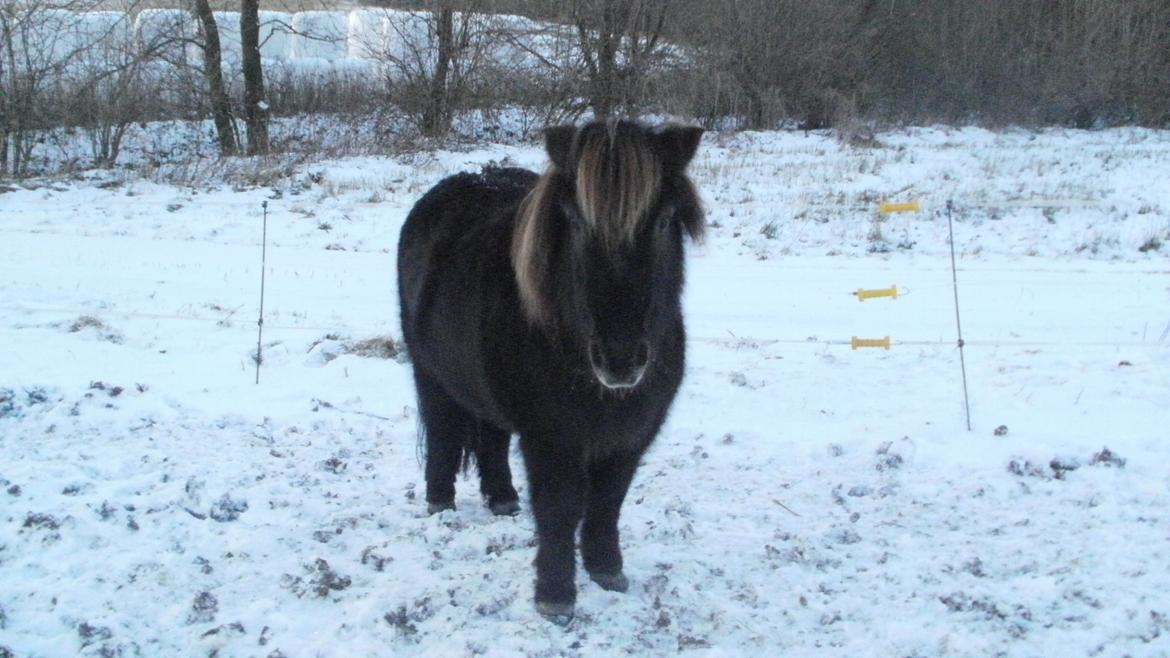 Shetlænder Snowball billede 8