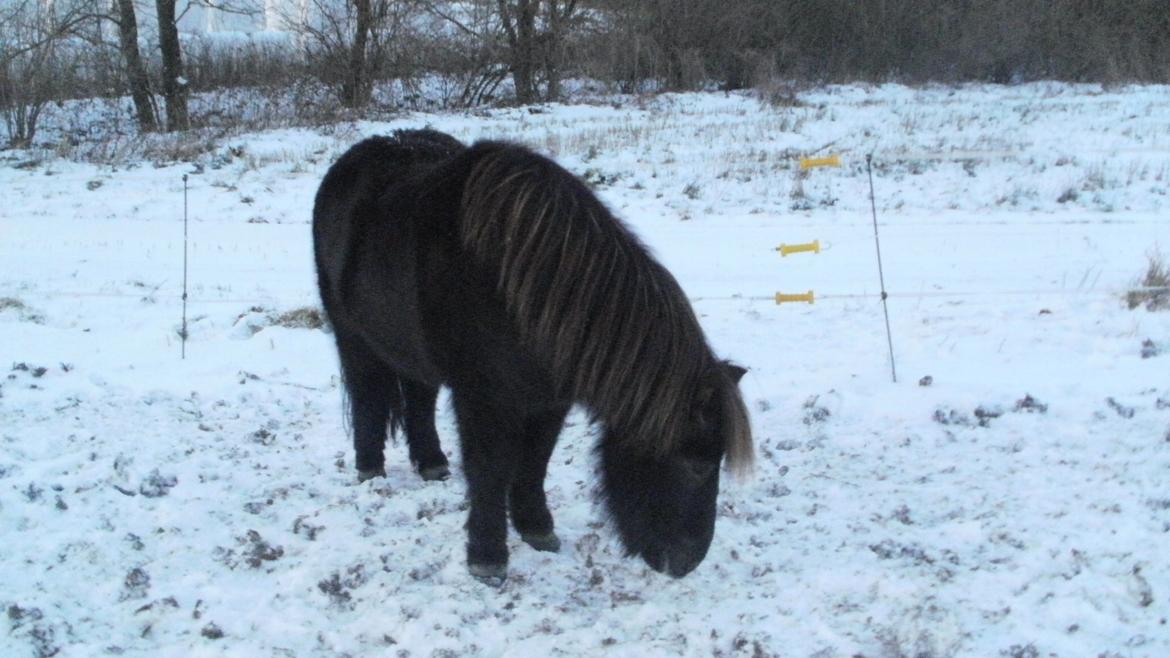 Shetlænder Snowball billede 19