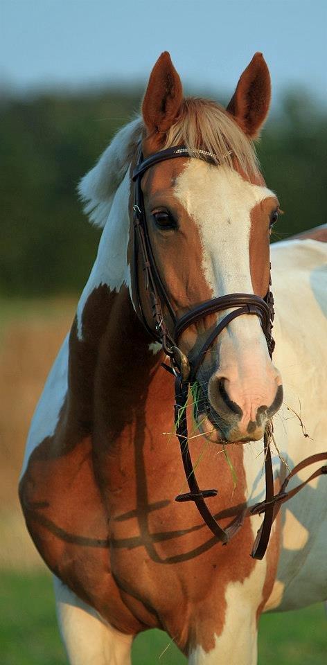 Pinto Metrik - Min smukke Metrik <3 Foto: Pia Lundberg billede 6