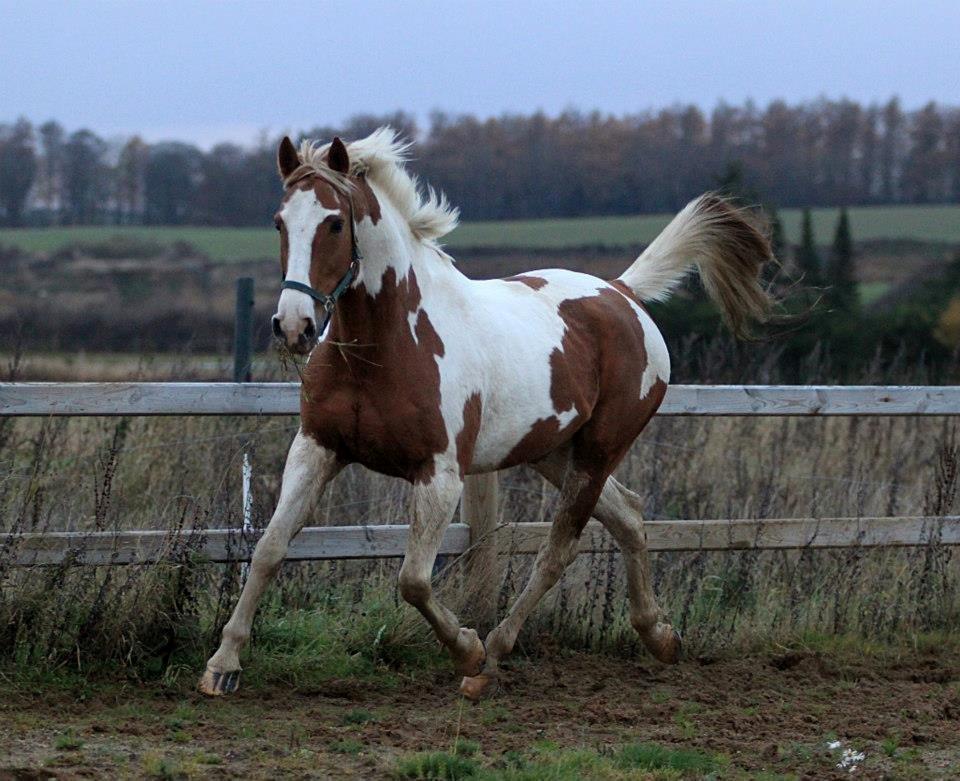 Pinto Metrik - Fjolleri på ridebanen ;) Foto: Pia Lundberg billede 9