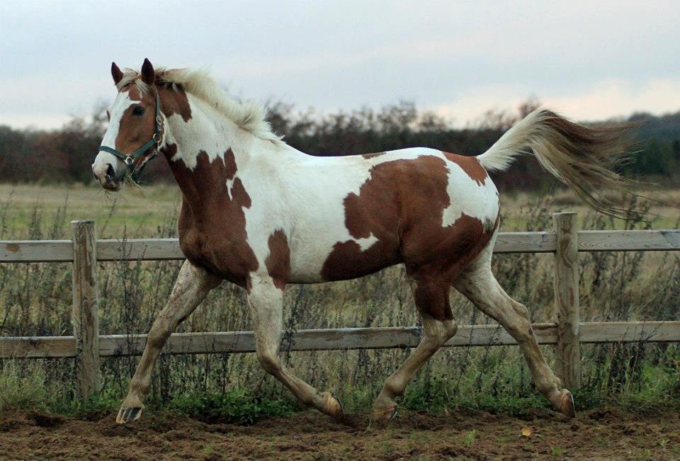 Pinto Metrik - Fjolleri på ridebanen :) Foto: Pia Lundberg billede 8