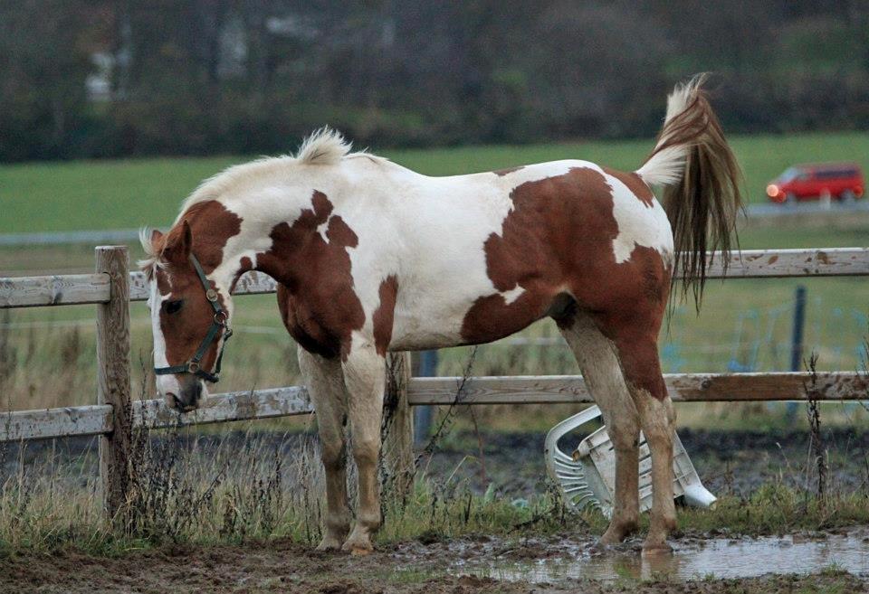 Pinto Metrik - Foto: Pia Lundberg billede 13