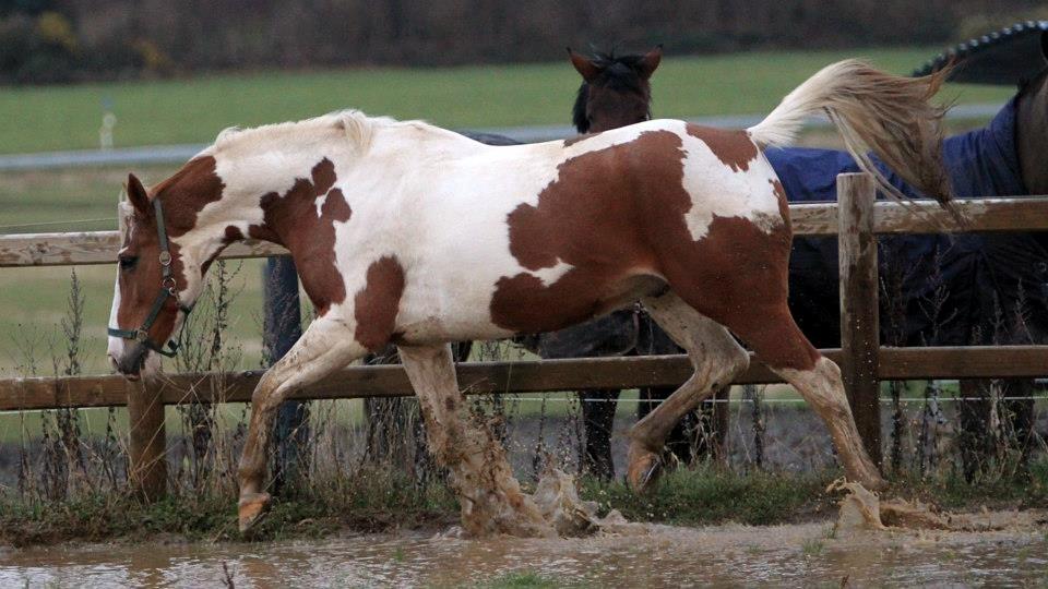 Pinto Metrik - Metrik æææælsker vand xD Foto: Pia Lundberg billede 20