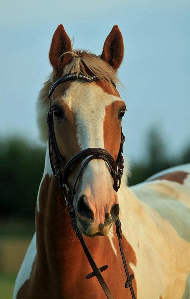 Pinto Metrik - Smukke Metrik <3 Foto: Pia Lundberg billede 18