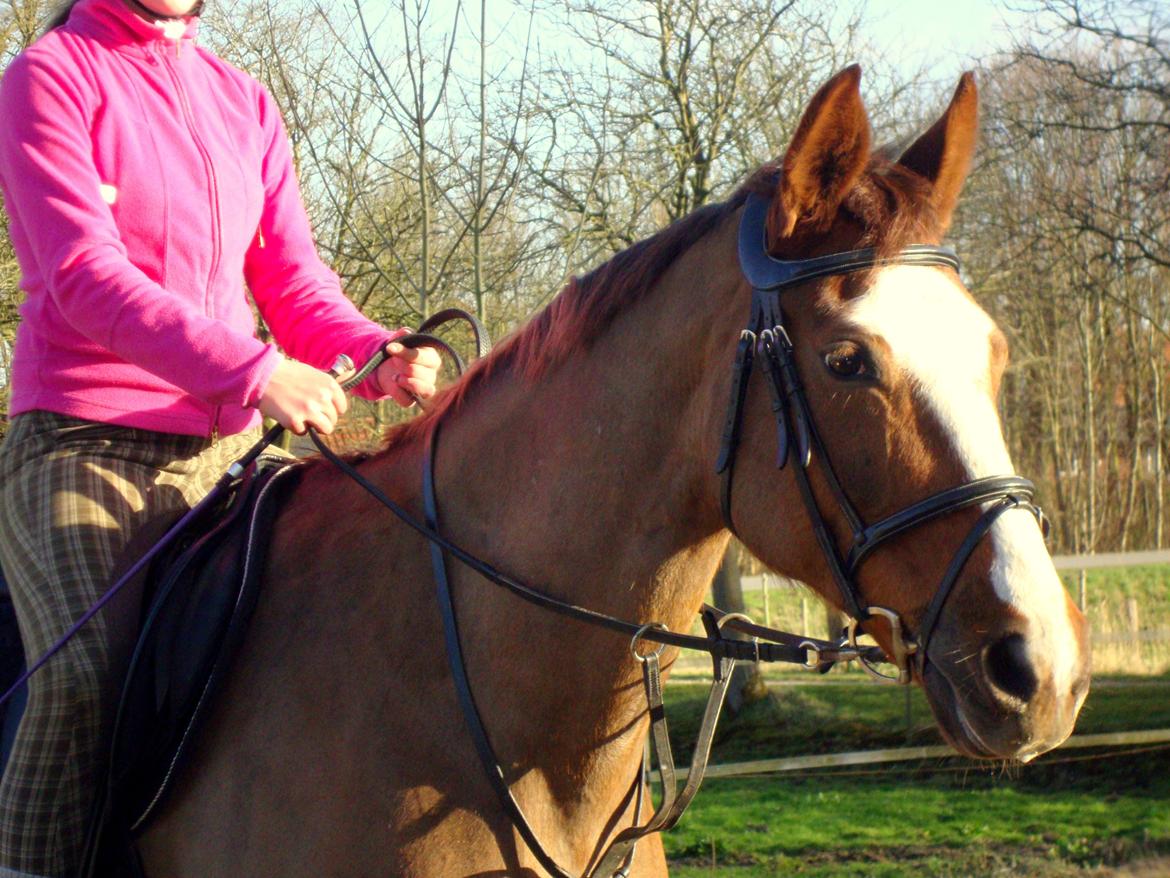 Dansk Varmblod Roma Hovgård -tidligere part - så skal der lige spændes gjord:) billede 4