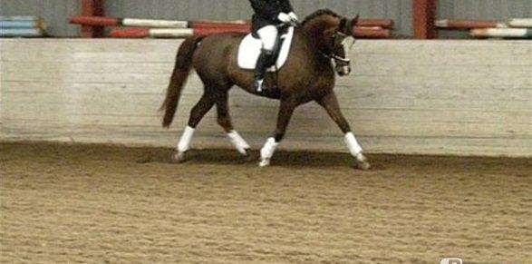 Dansk Varmblod Roma Hovgård -tidligere part - Roma med gamle ejer til stævne:) billede 12