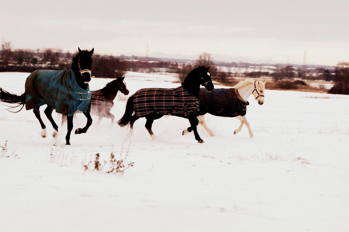 Welsh Cob (sec D) Fronerthig Young King - Små banditter i sneen! <3 billede 20