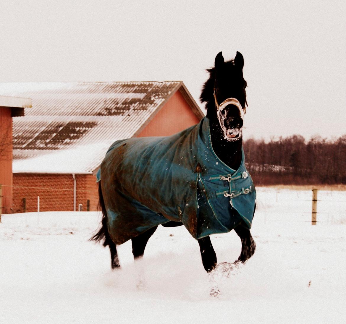 Hollandsk Varmblod Donghen W.H. billede 13