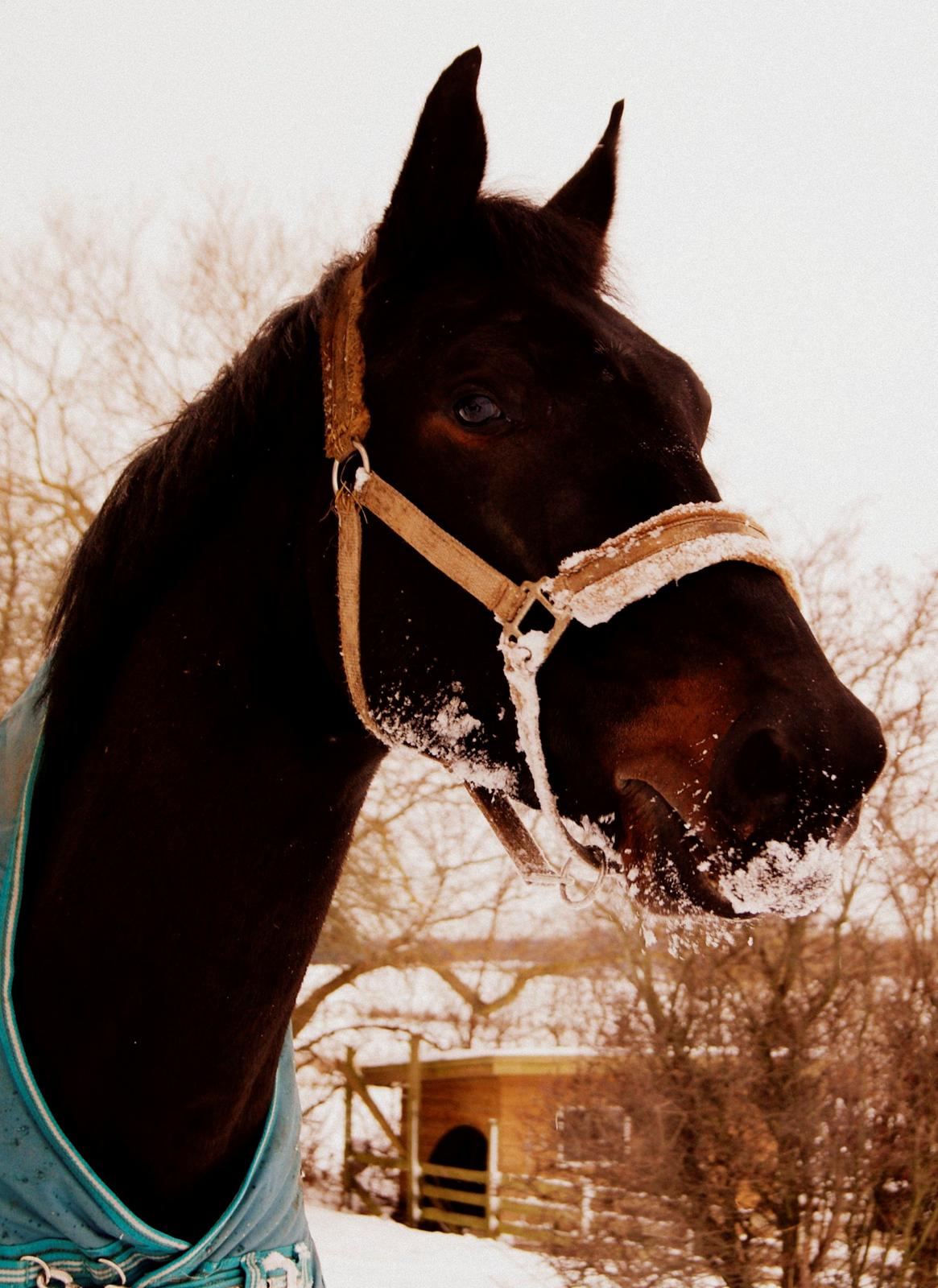 Hollandsk Varmblod Donghen W.H. billede 3