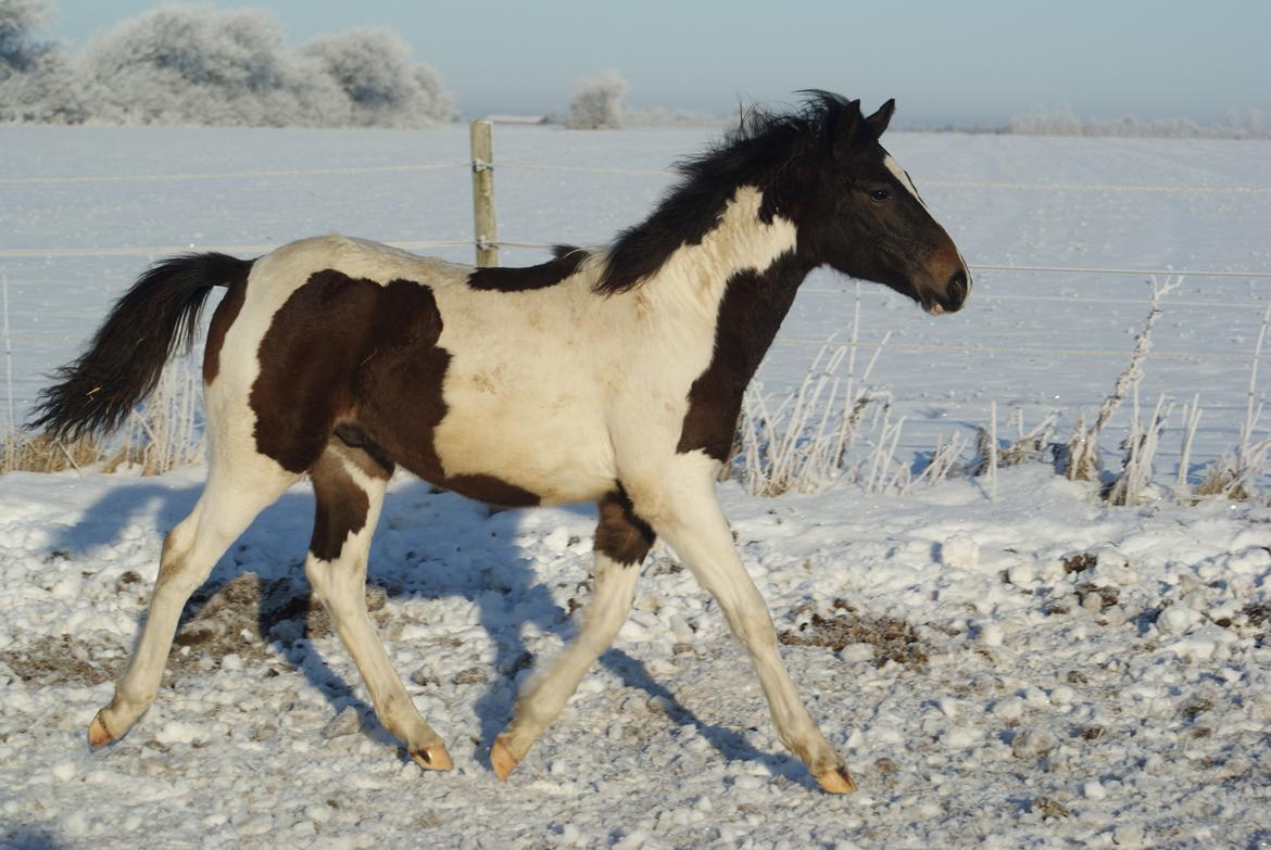 Pinto Skovsmindes Dorejo - Tripper lige igennem sneen. 12/12/12 billede 13