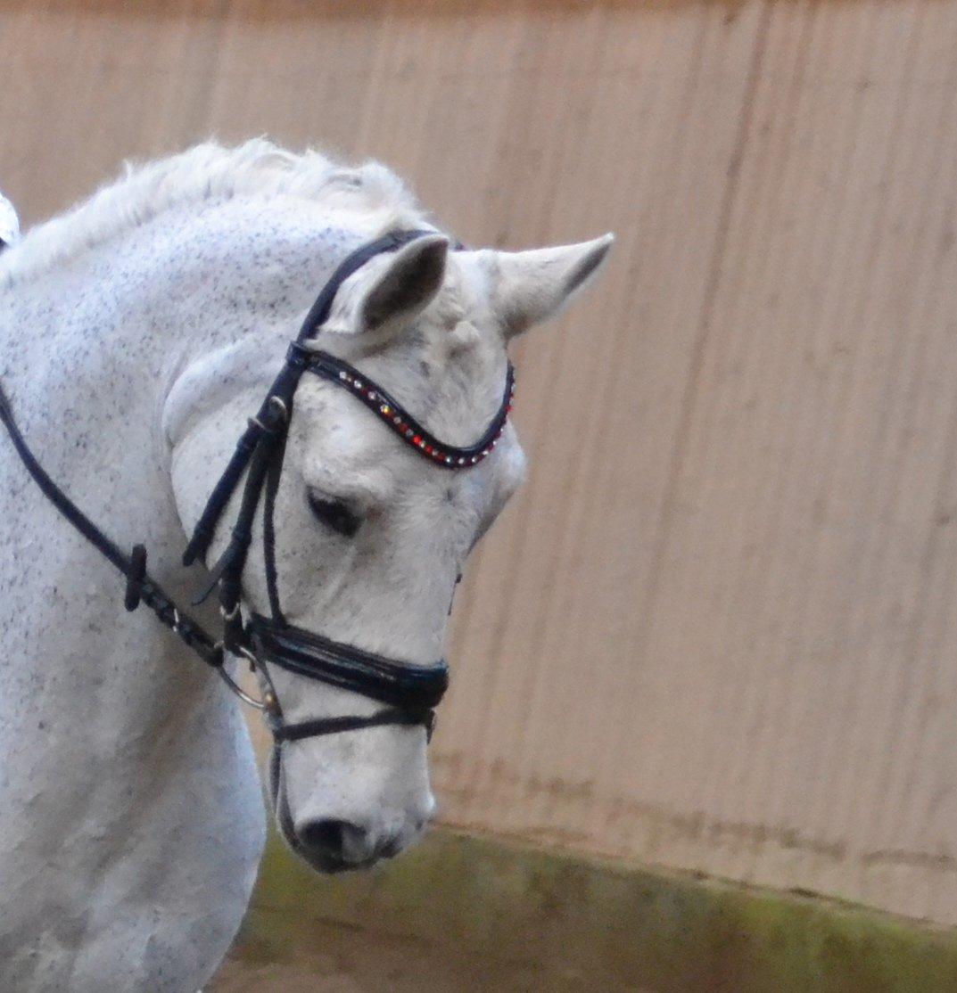 Connemara Hesselholt's Casano B-pony billede 23